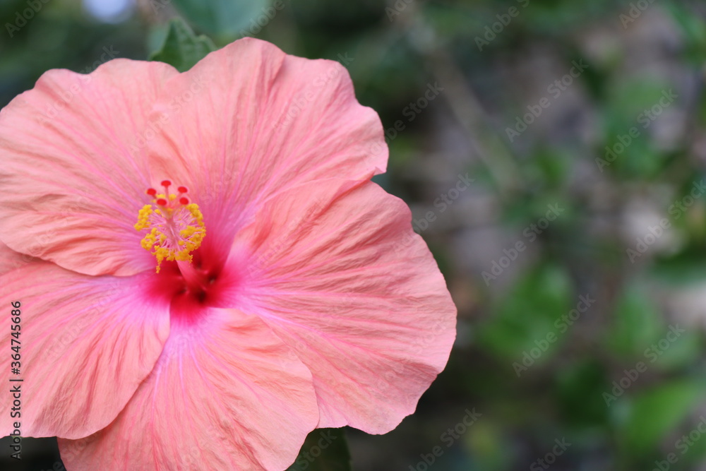 Beautiful hibiscus flower with space for copy text on nature background Beautiful hibiscus flower with space for copy text on nature background