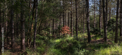 Beautiful spring day in Heath Warren Woods Bramshill Hampshire