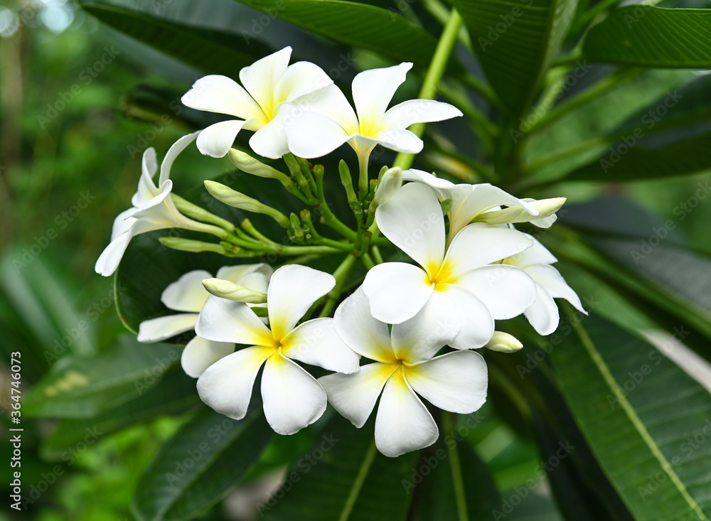 group of yellow white and pink flowers Frangipani group of yellow white and pink flowers Frangipani