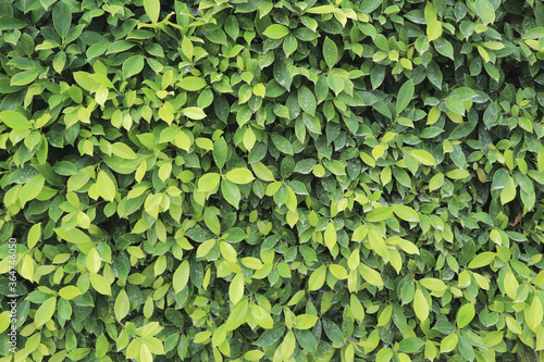 The texture and pattern of green leaves for the background.