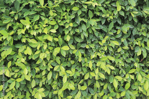 Wallpaper Mural The texture and pattern of green leaves for the background. Torontodigital.ca