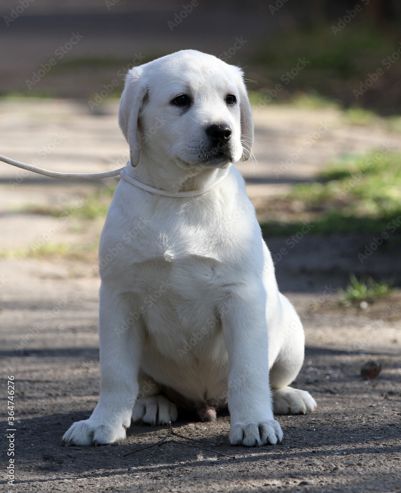 yellow labrador in the park