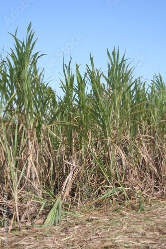 CANA DE AÇÚCAR