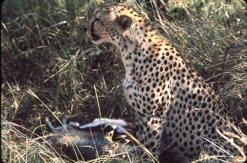 cheetah