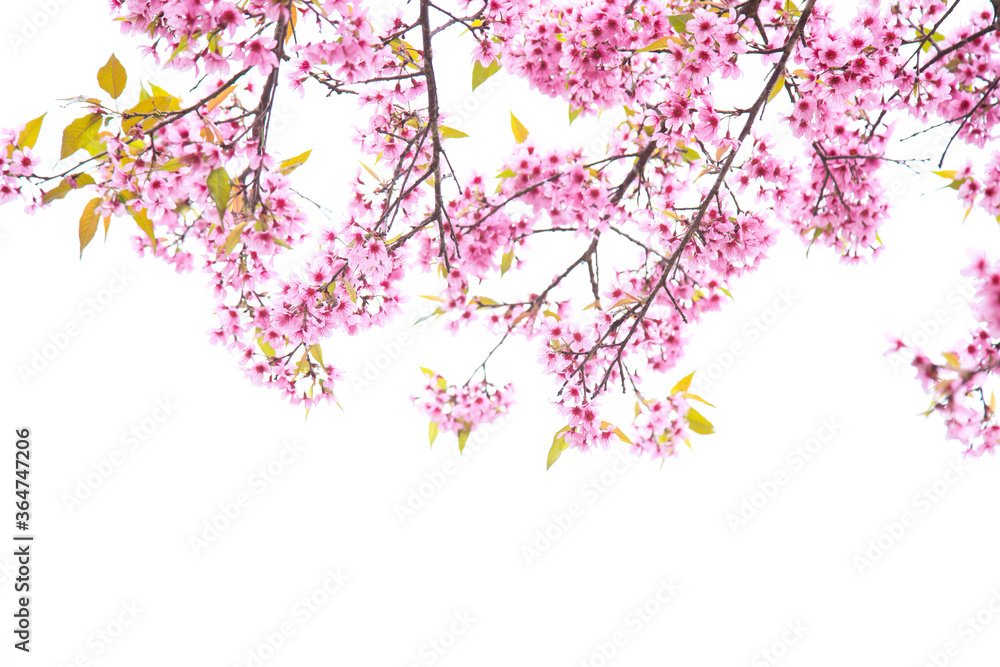 Beautiful cherry blossom or sakura in spring time over sky Beautiful cherry blossom or sakura in spring time over sky