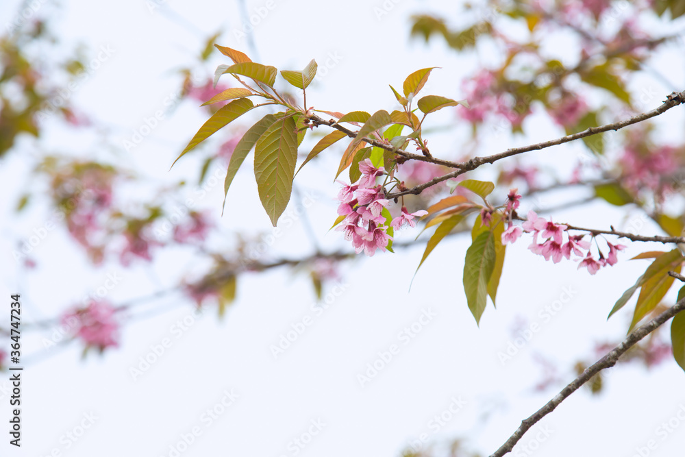 Beautiful cherry blossom or sakura in spring time over sky Beautiful cherry blossom or sakura in spring time over sky