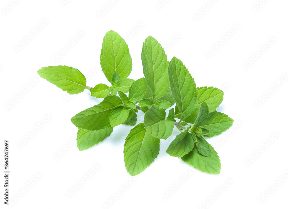 mint leaves isolated isolated on white mint leaves isolated isolated on white
