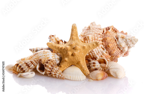 Some shells from the ocean isolated on white background.