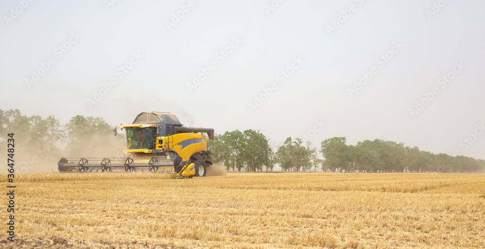 Obraz premium Grain harvesting in the fields - agricultural machinery at work in the field