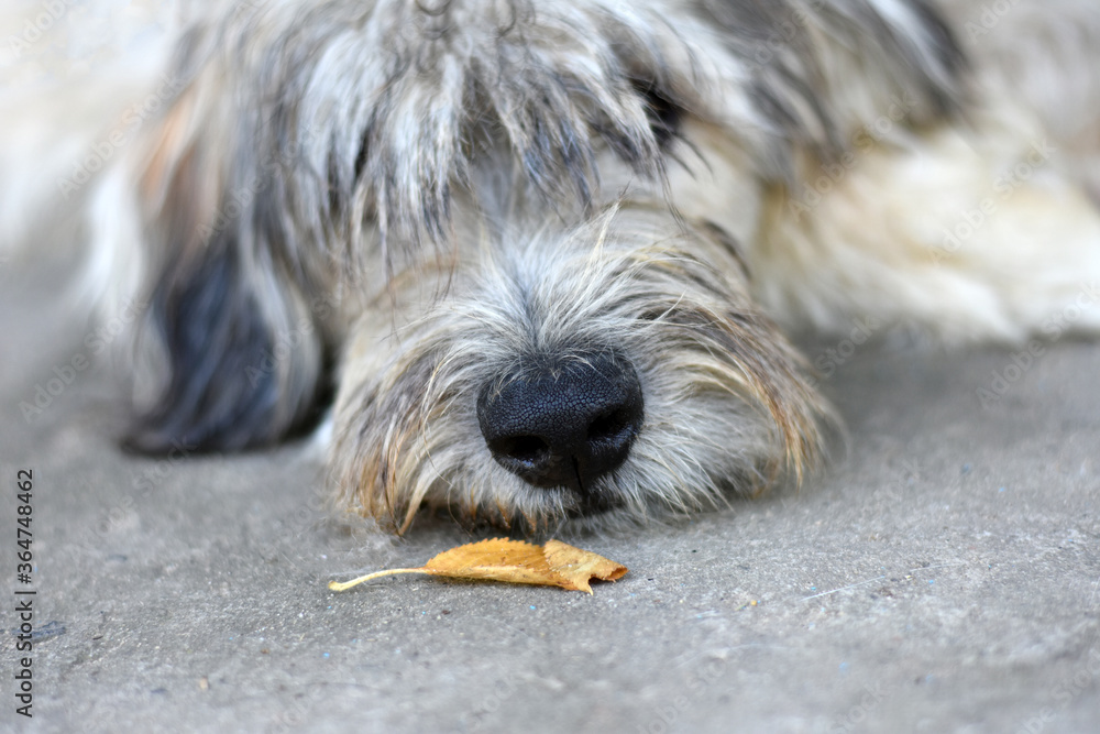 sad shaggy dog nose sniffs autumn yellow leaf. dog nose close up sad shaggy dog nose sniffs autumn yellow leaf. dog nose close up
