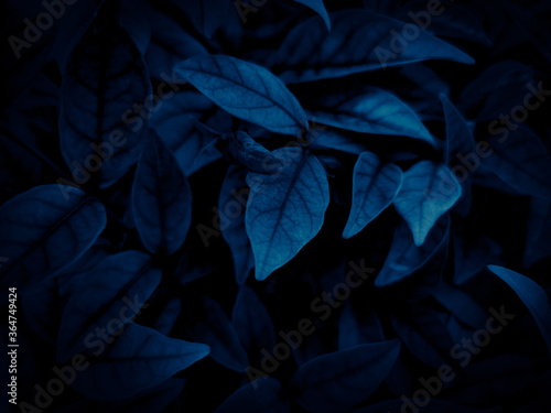 Beautiful abstract color gray and blue flowers on dark background and dark graphic white flower frame and blue leaves texture, blue background, colorful graphics banner