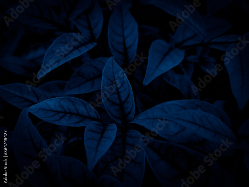 Beautiful abstract color gray and blue flowers on dark background and dark graphic white flower frame and blue leaves texture, blue background, colorful graphics banner © Weerayuth