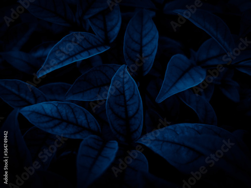 Beautiful abstract color gray and blue flowers on dark background and dark graphic white flower frame and blue leaves texture, blue background, colorful graphics banner