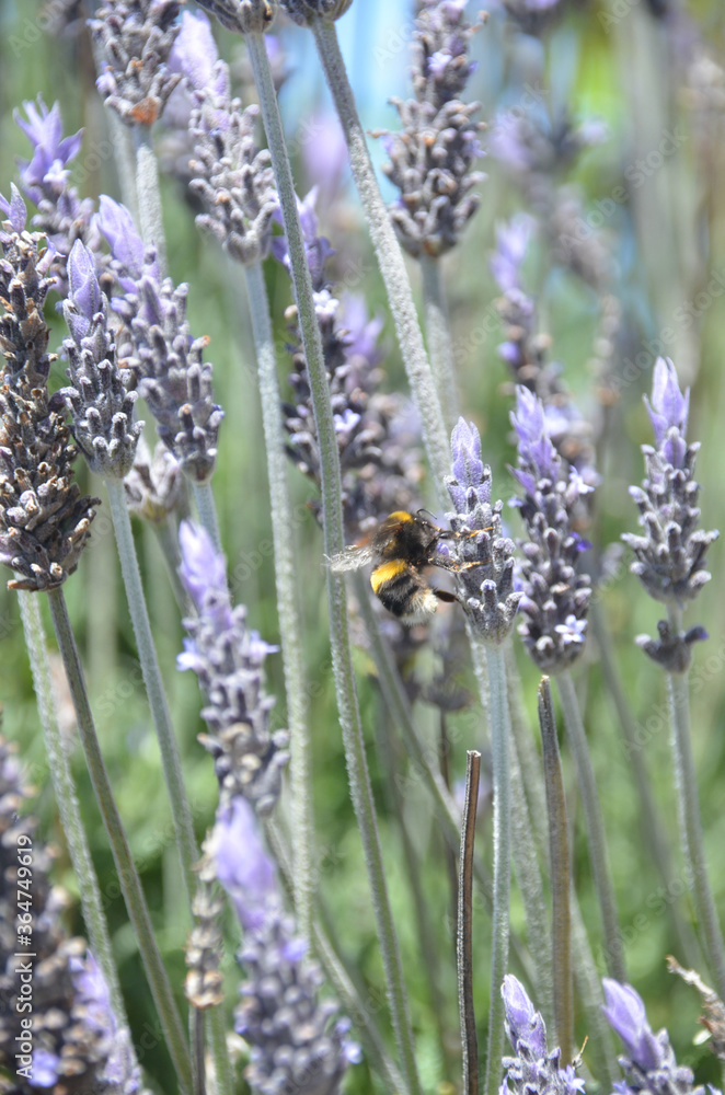 Fototapeta premium Bee searching for nectar around the lavender plants.