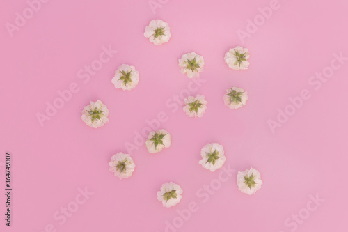 white little roses on a pink background. The concept of beauty and love. Romantic mood. Valentine day. Copy space.