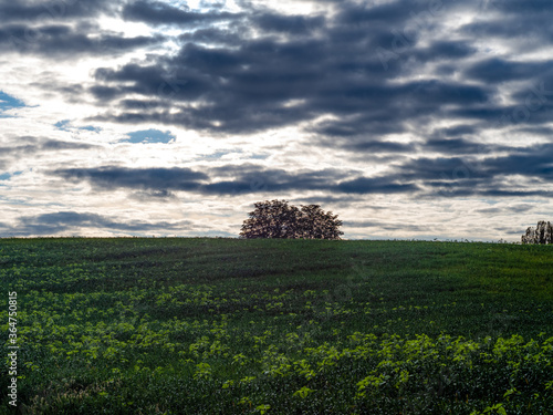 Baum