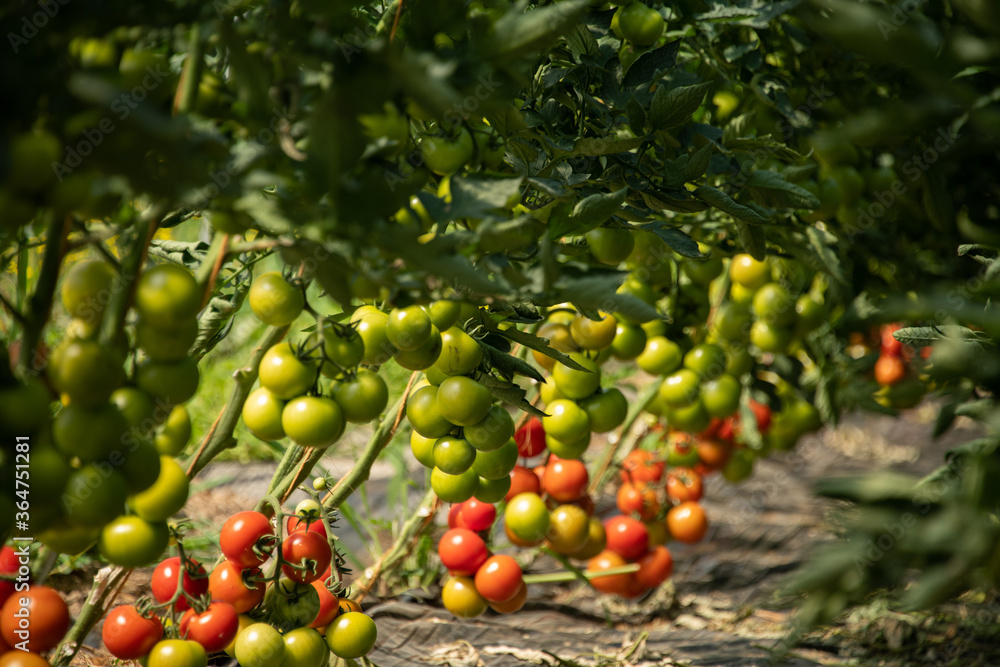 Tomaten reifen und gedeihen im  Folientunnel.