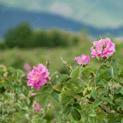 Pink Kazanlak Damascena rose, oil-bearing flowering shrub plant, the famous fragrance of Bulgarian Rose Oil distillated for perfumery and rose water, rose otto essence. Bulgaria, the Valley of Roses. © Miglena Pencheva