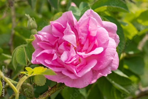 Pink Kazanlak Damascena rose, oil-bearing flowering shrub plant, the famous fragrance of Bulgarian Rose Oil distillated for perfumery and rose water, rose otto essence. Bulgaria, the Valley of Roses.