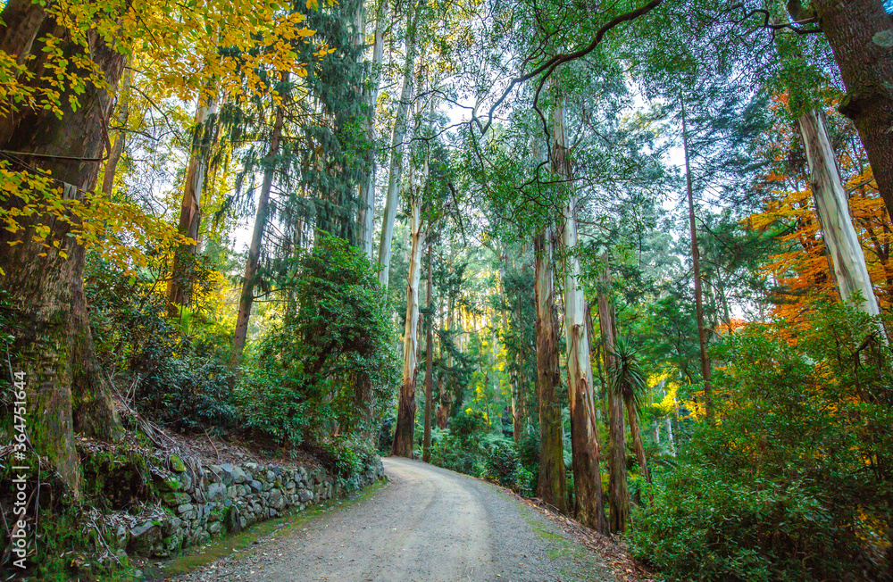Fototapeta premium path in the forest