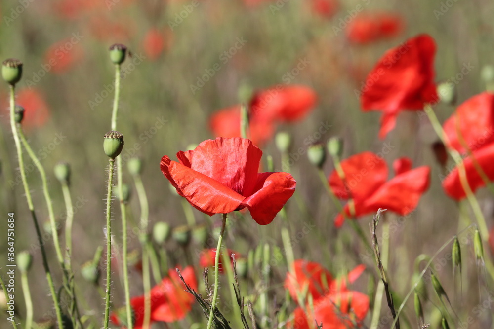 Obraz premium Carpet of red tall poppies blowing in the wind 