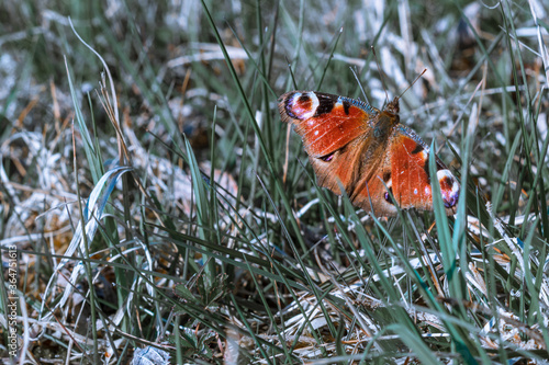 Schmetterling