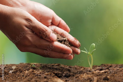 Agriculture. Growing plants. Plant seedling