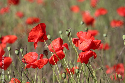 Carpet of red tall poppies blowing in the wind 