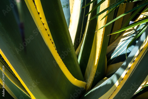 Plant