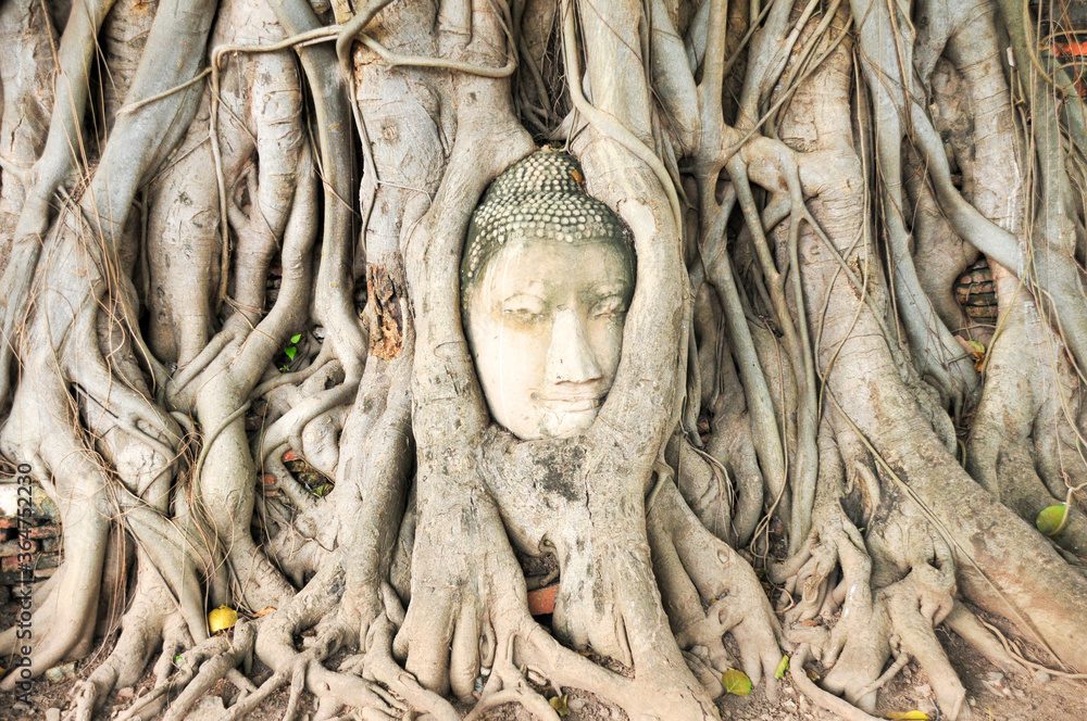 アユタヤのワット・マハタートにある仏頭 Historical Buddha head in Ayutthaya アユタヤのワット・マハタートにある仏頭 Historical Buddha head in Ayutthaya