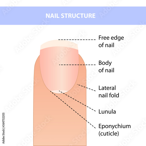 Anatomical training poster. Fingernail Anatomy. Cross-section of the finger. Structure of human nail.