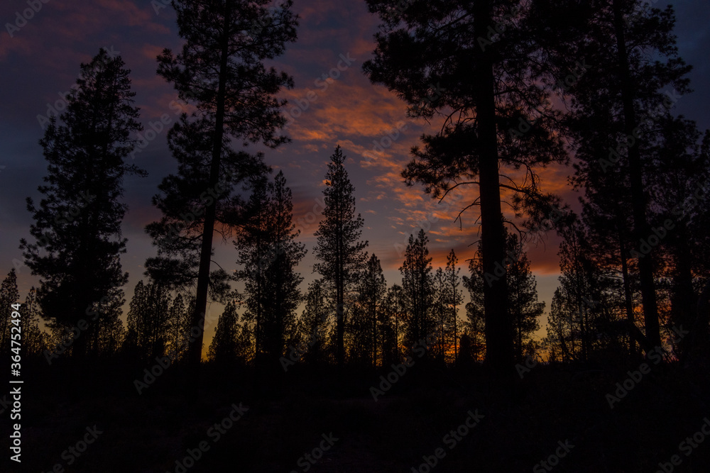 Sunset in a Pacific Northwest Pine Forest Sunset in a Pacific Northwest Pine Forest