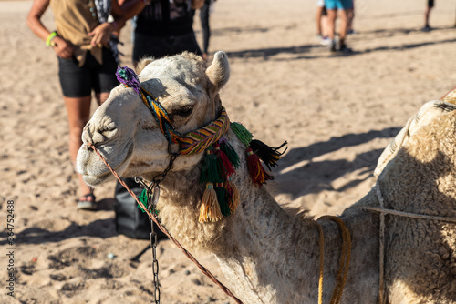 Camel in arabian desert - Hurghada / Egypt