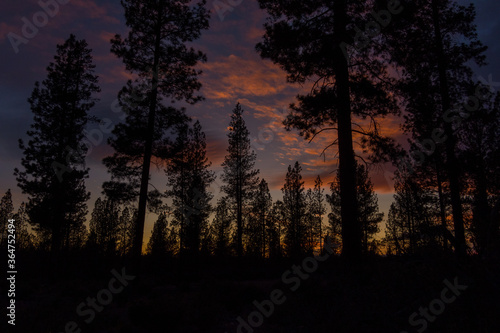 Sunset in a Pacific Northwest Pine Forest  © Cascadia Aerial