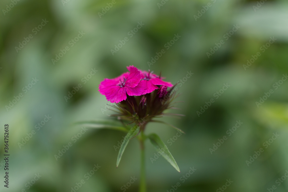 pink flower on a tree pink flower on a tree