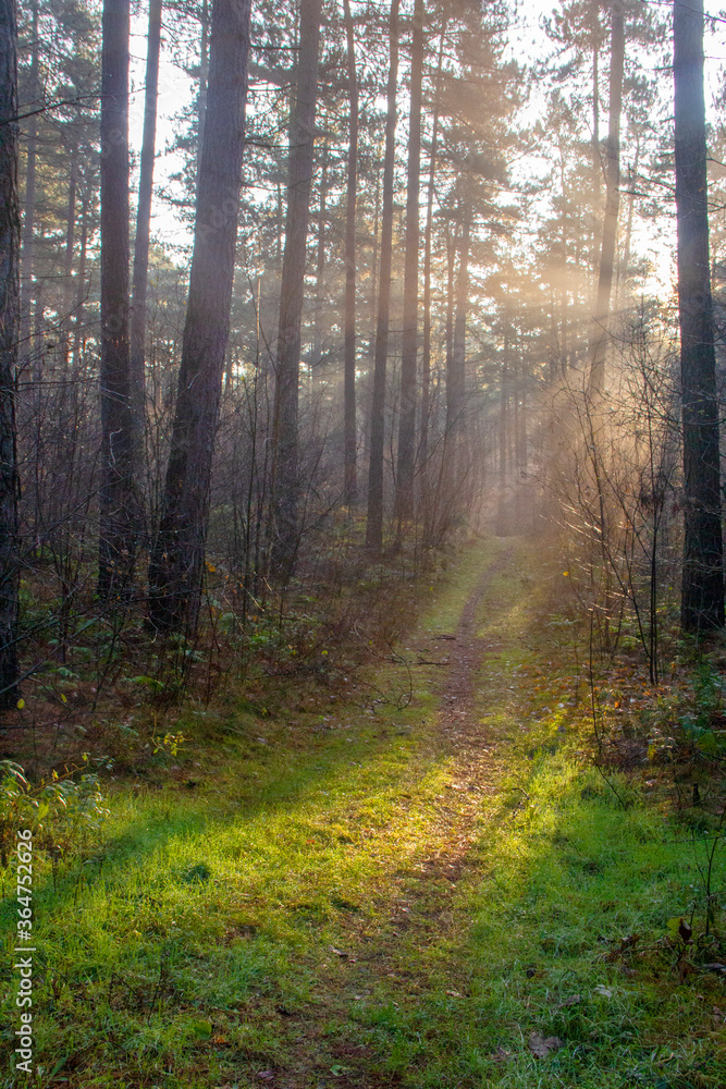Fototapeta premium las we wczesnej porannej mgle