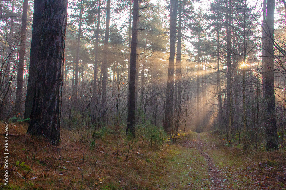 Fototapeta premium the forest in the early morning mist