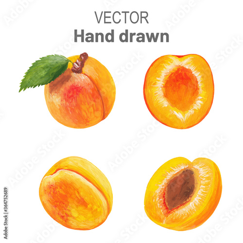hand drawn apricot vector set on white background. Raster traced apricot illustration in realistic style