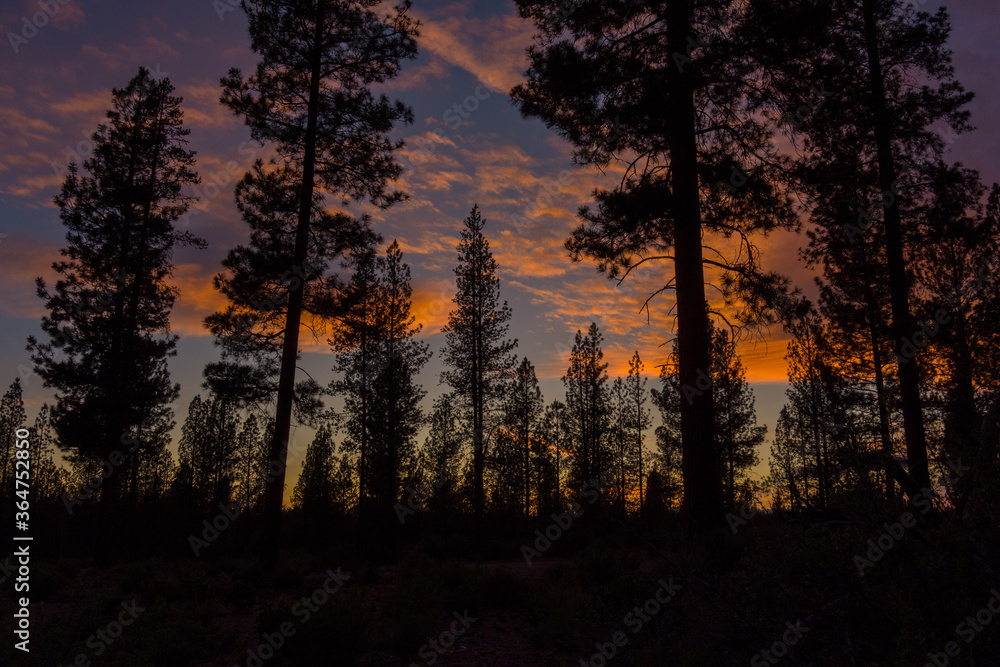 Sunset in a Pacific Northwest Pine Forest Sunset in a Pacific Northwest Pine Forest
