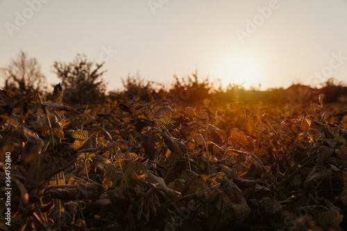 Bild auf Leinwand Fall sunset over soya field / sunshine over soya field - Village life