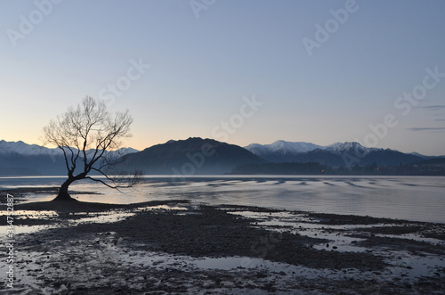 The Lone Tree at Wanaka. A solitary  crooked crack willow tree sits alone on Lake Wanaka  backdropped by the Southern Alps.