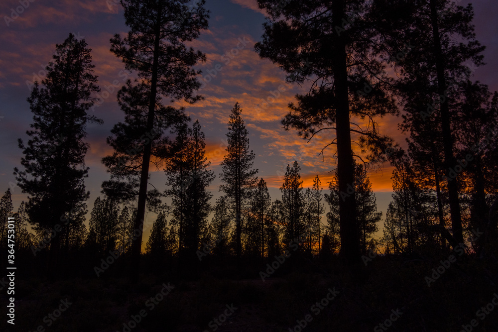 Sunset in a Pacific Northwest Pine Forest Sunset in a Pacific Northwest Pine Forest