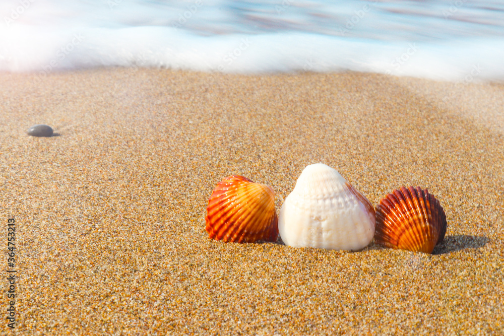 Seashells on the seashore on a sunny summer day. Close-up, selective focus, copy space for text. Concept of summer, beach vacation. Seashells on the seashore on a sunny summer day. Close-up, selective focus, copy space for text. Concept of summer, beach vacation.