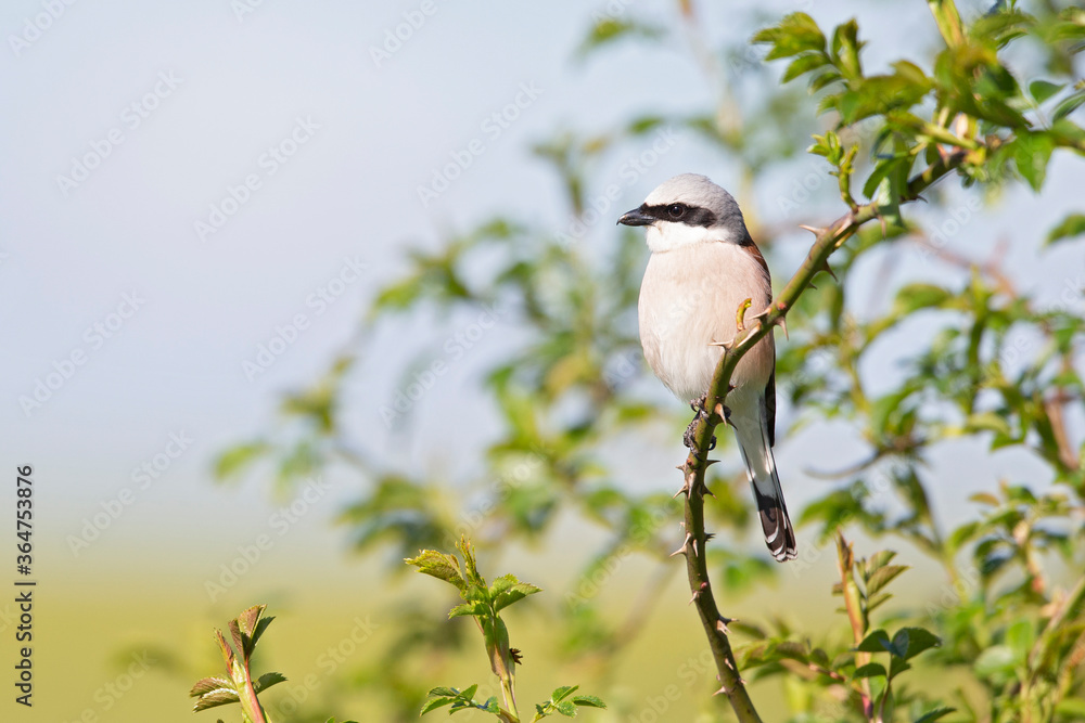 Fototapeta premium A male Red-backed shrike (Lanius collurio) perched on a branch