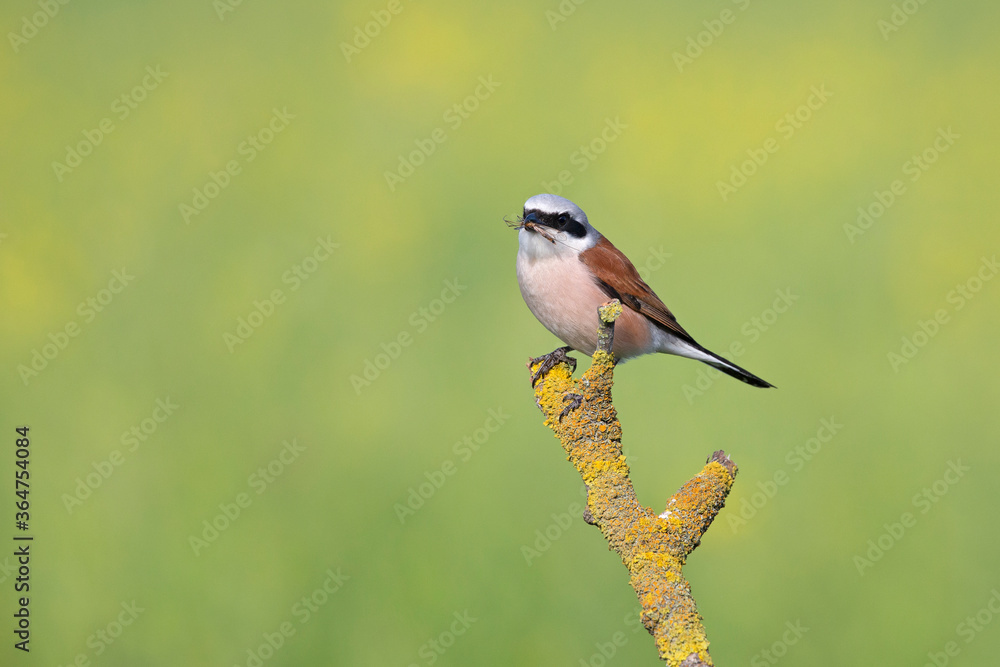 Fototapeta premium A male Red-backed shrike (Lanius collurio) perched with an insect in its beak on a branch in Germany