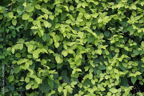 树叶  树枝 树木 叶子 叶片  绿色  自然  阳光 绿叶 生机盎然  绿意
植物  草 草木