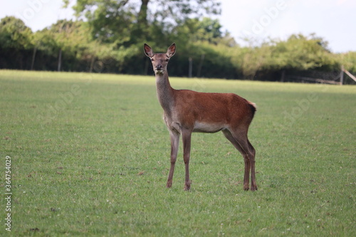 Pack of red deer roaming free looking at camera 