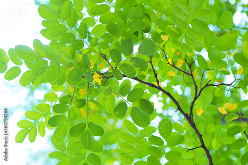 树叶  树枝 树木 叶子 叶片  绿色  自然  阳光 绿叶 生机盎然  绿意
植物  草 草木