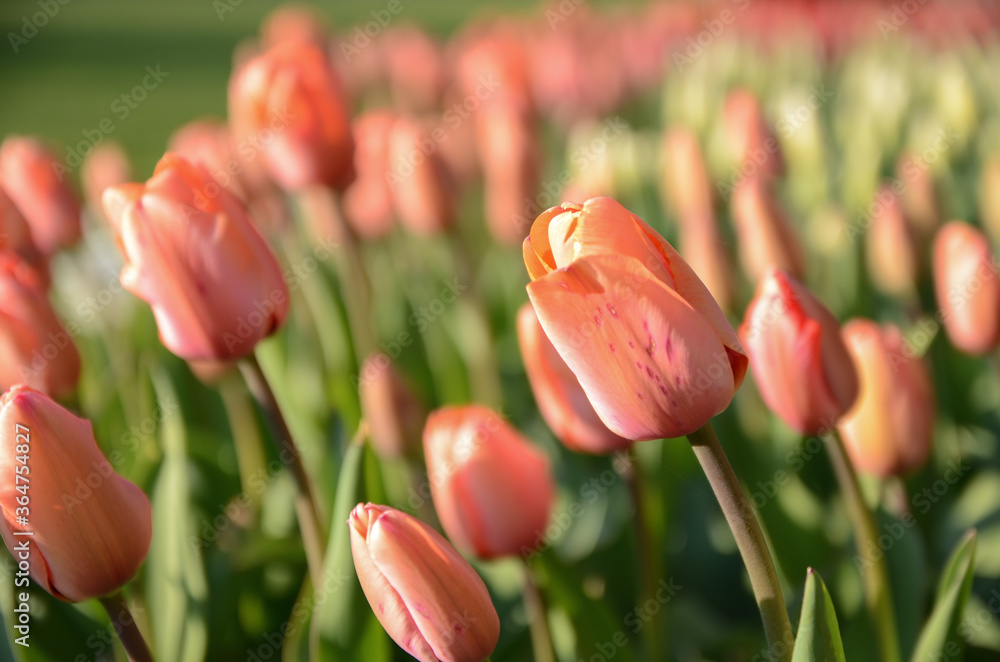 Fototapeta premium Red Orange Yellow Tulips flower shot from below macro close up with tulip background pattern