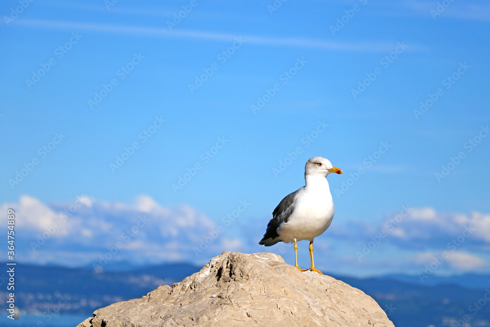 A beautiful seagull stands on a stone against the background of the sea and blue sky. A beautiful seagull stands on a stone against the background of the sea and blue sky.